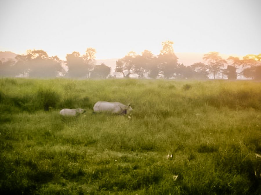 Rhinos walk through tall grass on a Safari in Assam
